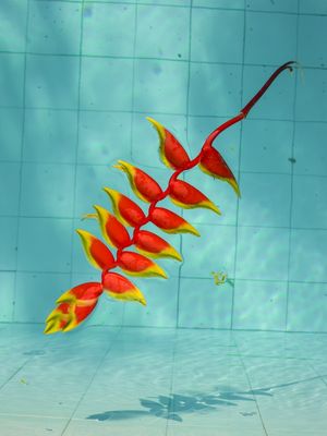 HELICONIA NA PISCINA