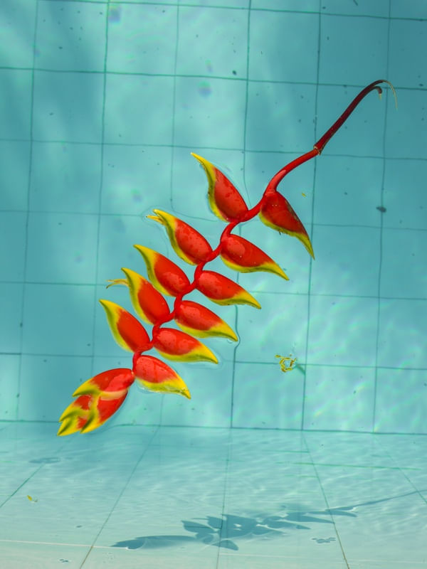 HELICONIA NA PISCINA