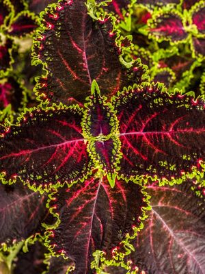 COLEUS SIEMTRICA