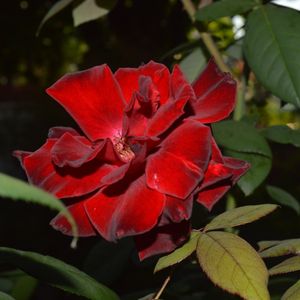 ROSA VELHA