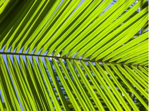 TROPICAL LEAF 2021 6