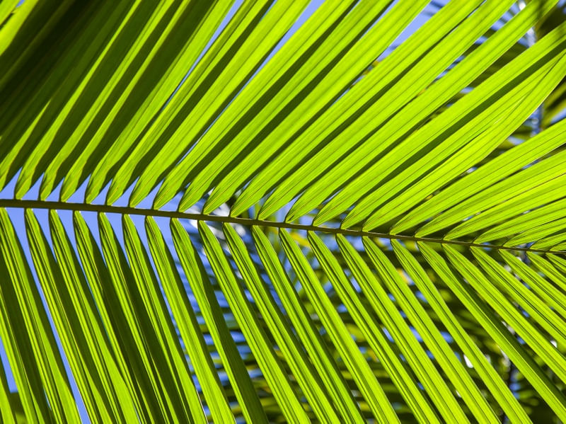 TROPICAL LEAF 2021 6