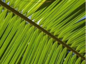 TROPICAL LEAF 2021 7