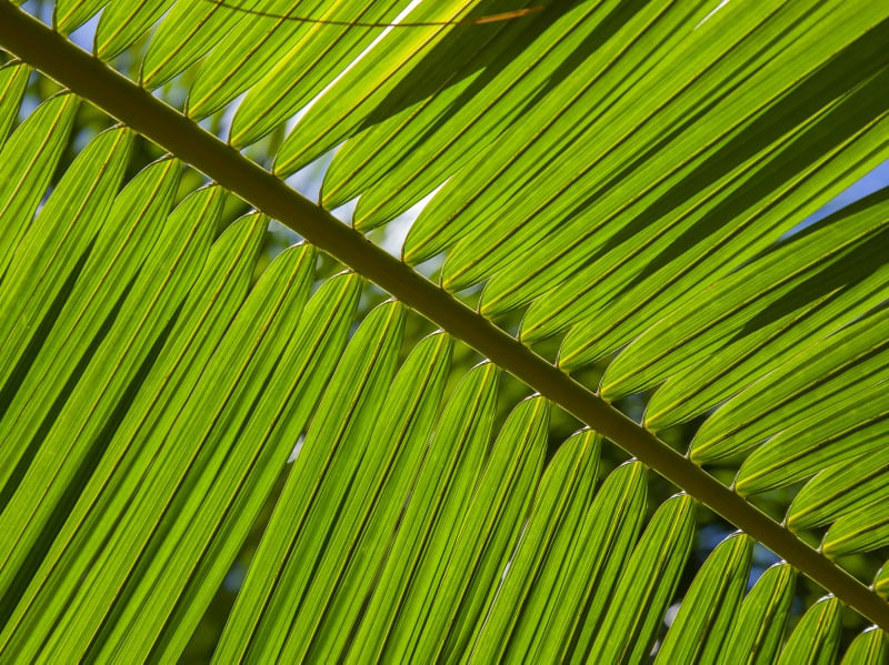 TROPICAL LEAF 2021 7