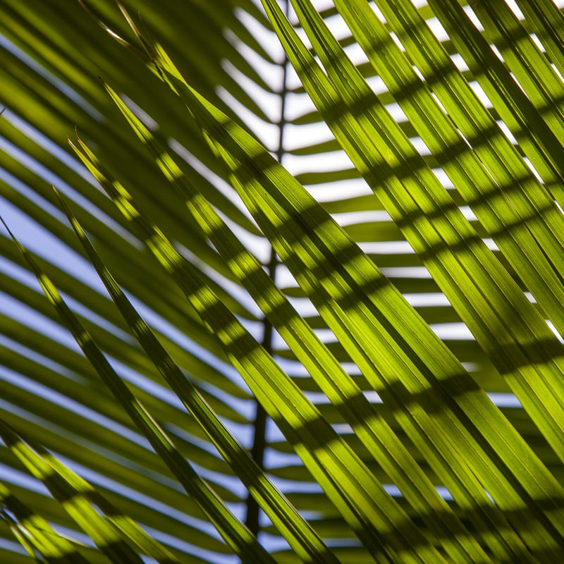 TROPICAL LEAF 2021 9