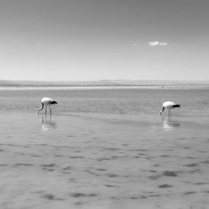 FLAMINGOS ALINHADOS