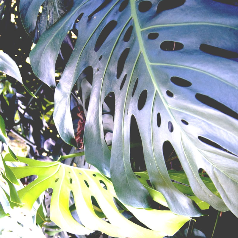 NATUREZA VIVA ENQUADRADA
