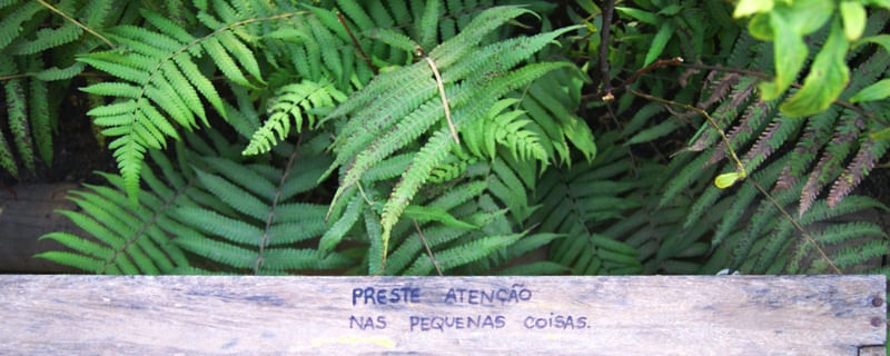 VIVA A NATUREZA E PRESTA ATENÇÃO NAS PEQUENAS COISAS