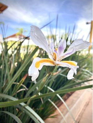 FLOR DE MOREIA
