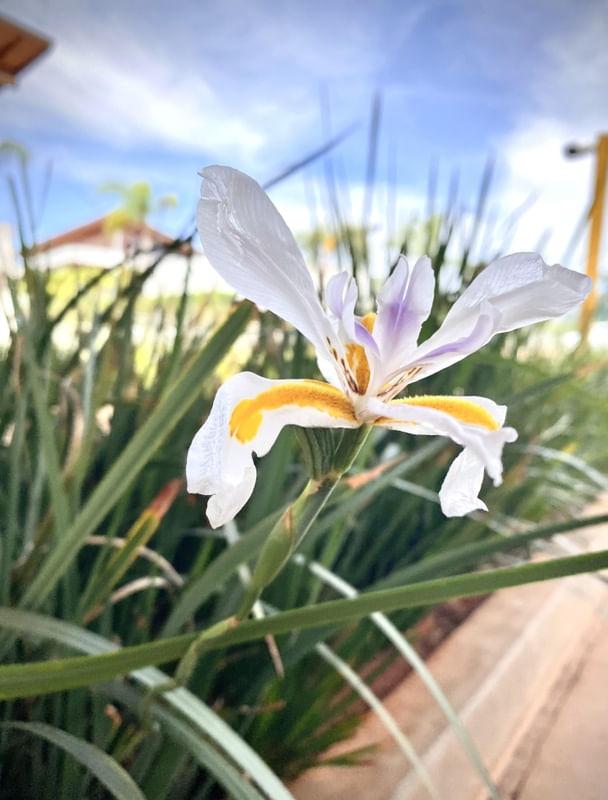 FLOR DE MOREIA