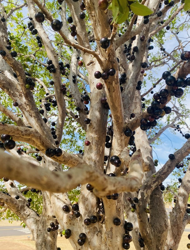 PÉ DE JABUTICABA