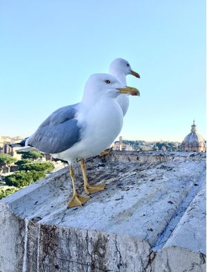 ROME BIRD