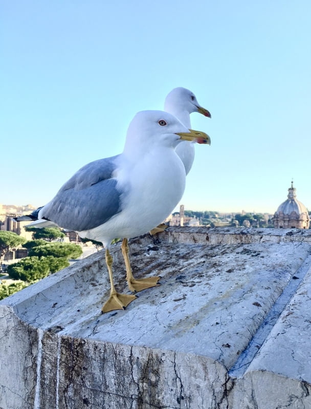 ROME BIRD