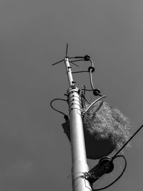 ANTENA E NINHO.