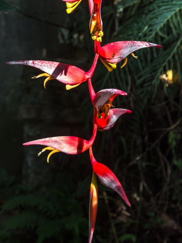 FLOR DE ABRIL.