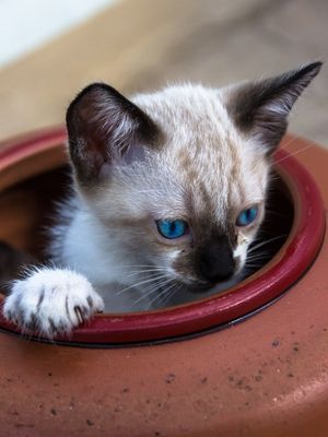 GATO NA BOTIJA.
