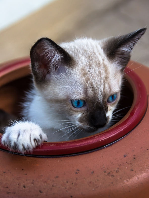 GATO NA BOTIJA.