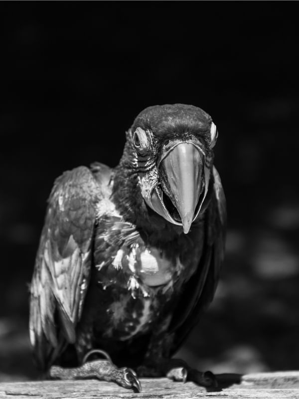 ARARA 1.