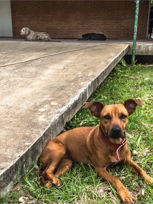 NINA E OUTROS CACHORROS.