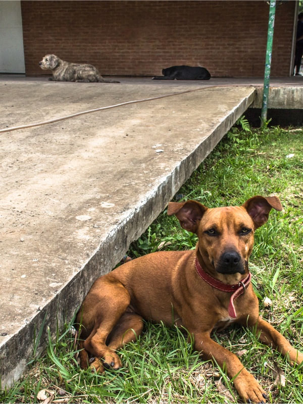 NINA E OUTROS CACHORROS.
