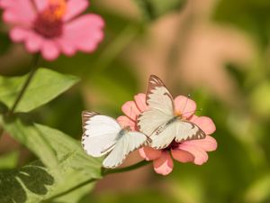 BORBOLETAS EM FLORES