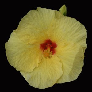 HIBISCO HAVAIANO RB