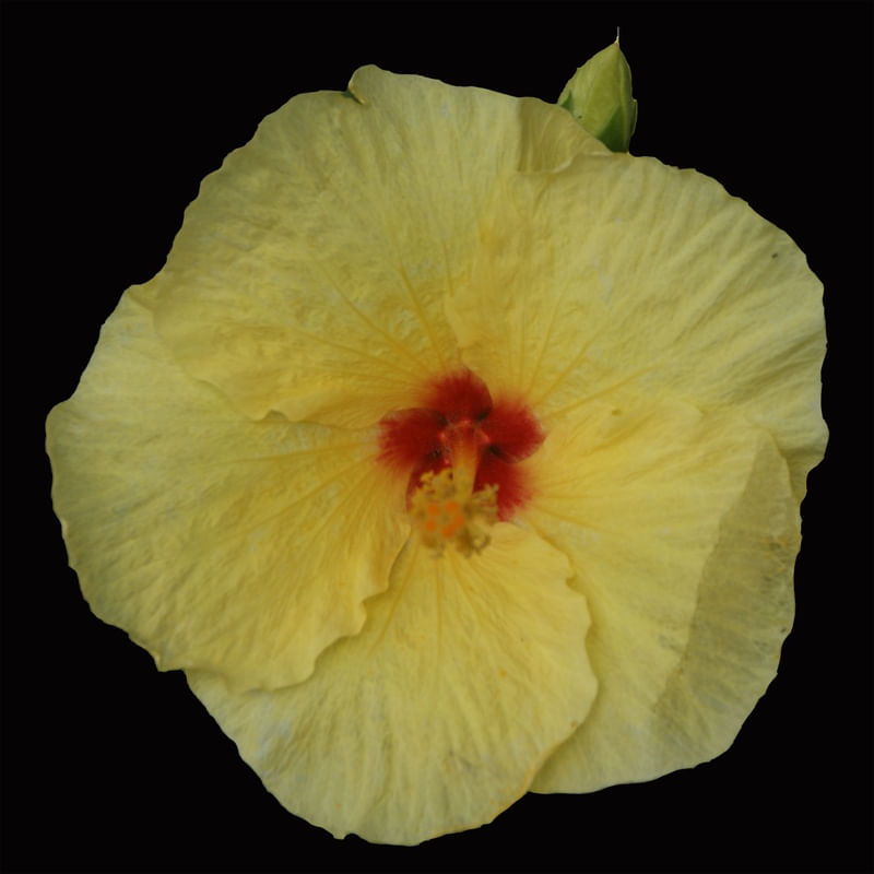 HIBISCO HAVAIANO RB