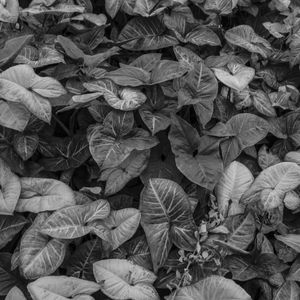 JARDIM PB II
