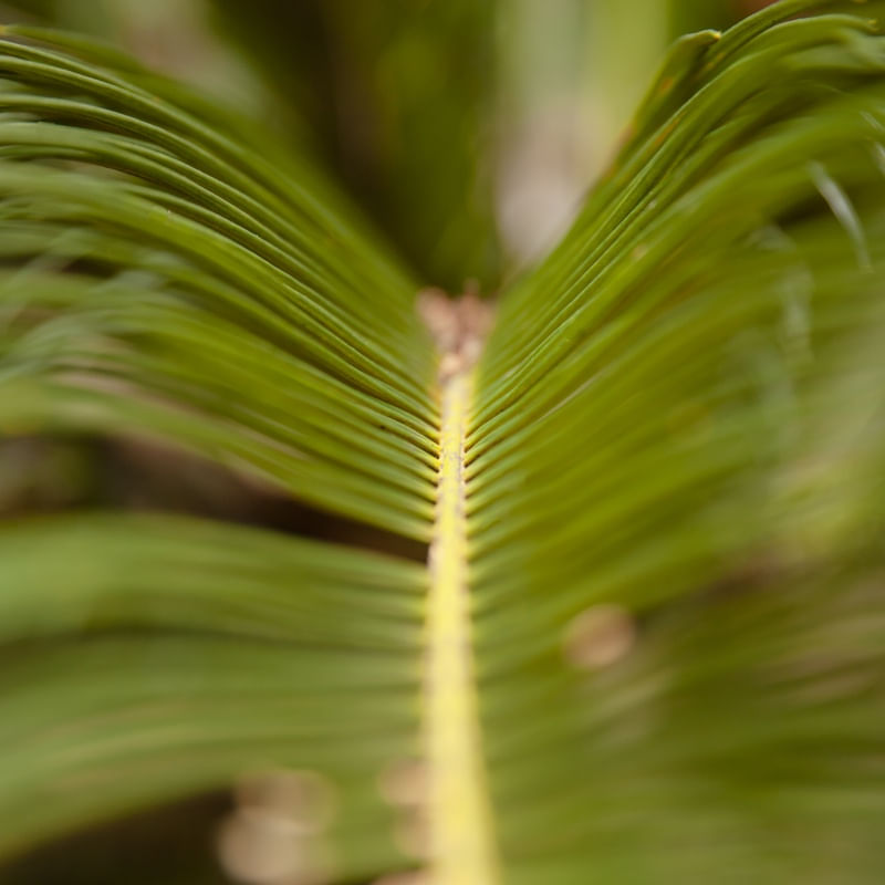 DETALHE DA PLANTA I