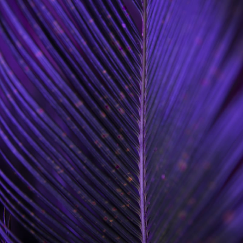 ABSTRATO VIOLETA