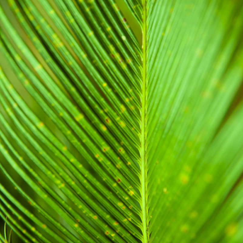 ABSTRATO VERDE TROPICAL