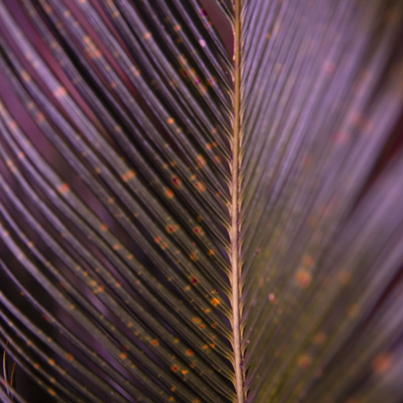 ABSTRATO VIOLETA I