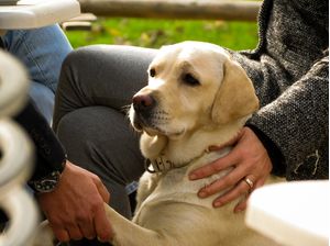 LABRADORMILAO