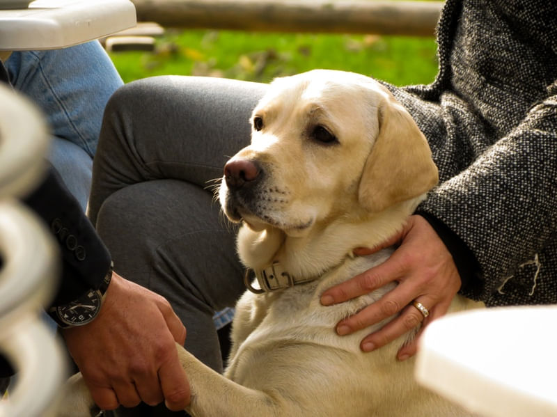 LABRADORMILAO