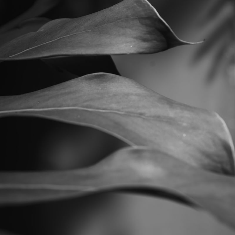 DETALHE FOLHAGENS CINZA