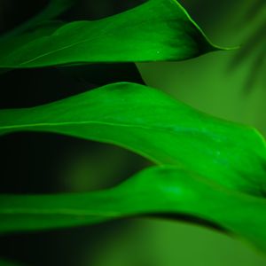 O VERDE DA NATUREZA V
