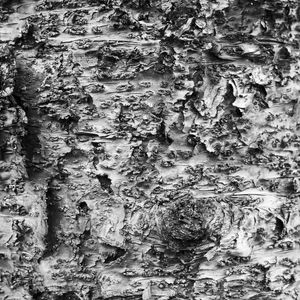 TRONCO PB ABSTRATO