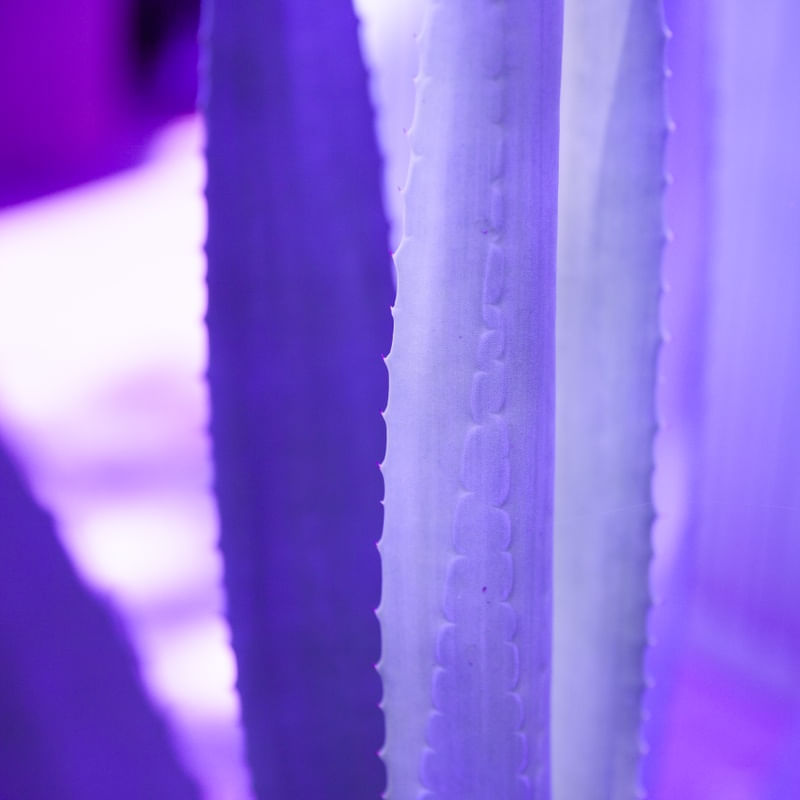 PURPLE PLANT I