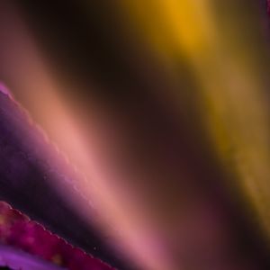 ART ABSTRACT ROSE YELLOW