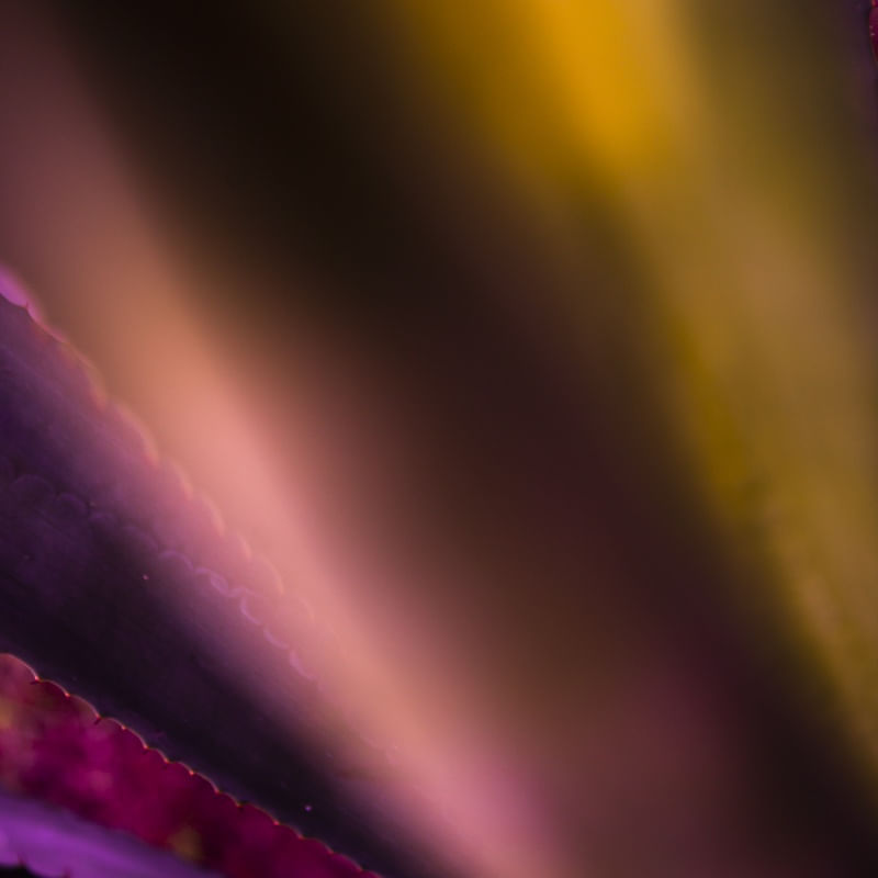 ART ABSTRACT ROSE YELLOW