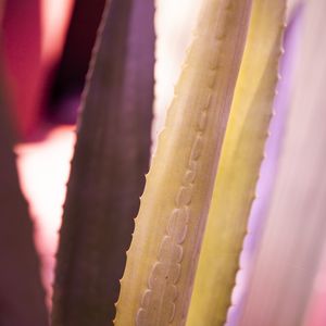 COLORFUL PLANT I