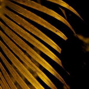 DETALHE TROPICAL DOURADO