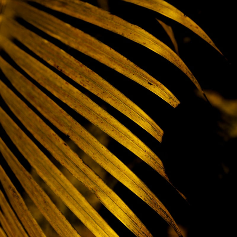 DETALHE TROPICAL DOURADO