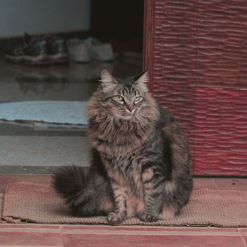 CAT Nº1 POR EDUARDO KODAK