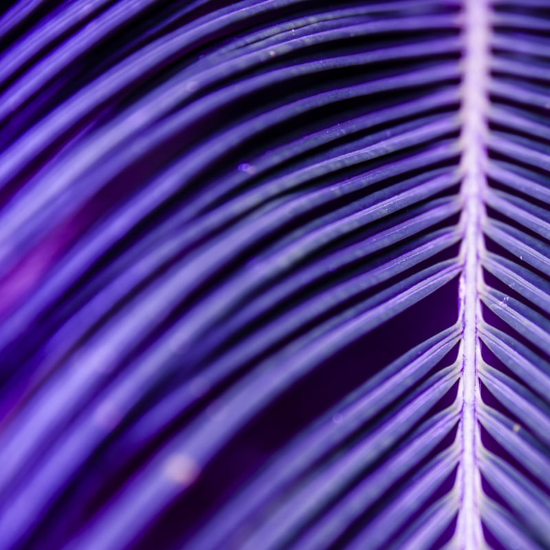 ABSTRACT PURPLE TROPICAL