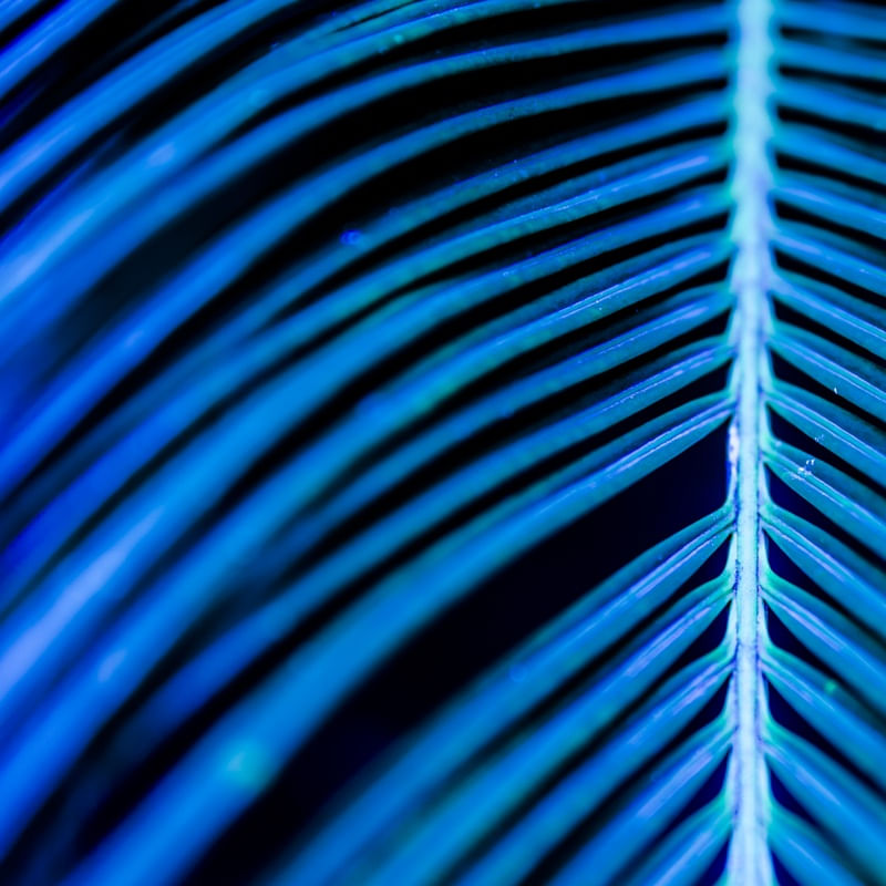 BLUE ABSTRACT TROPICAL