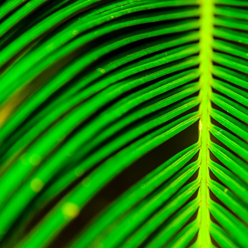 GREEN ABSTRACT TROPICAL