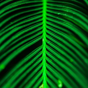 DETALHES VERDES I