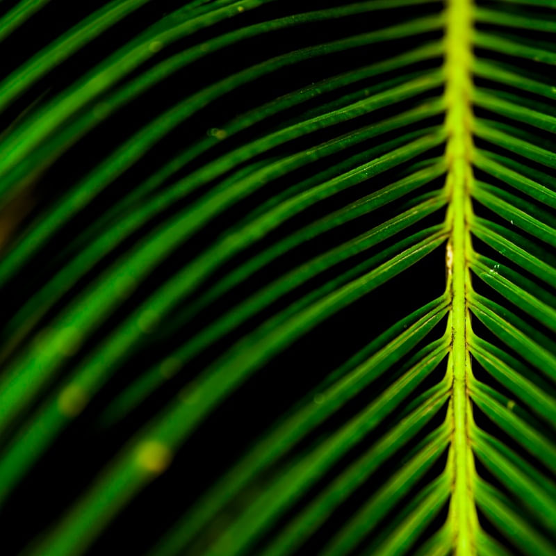 GREEN TROPICAL DETAIL