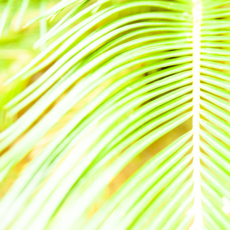 TROPICAL GREEN II